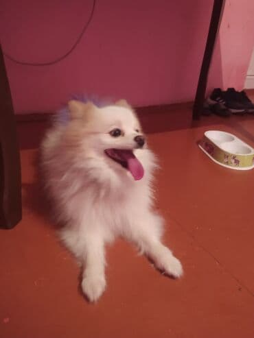 Şpitz lalafo.az -da Şpitz