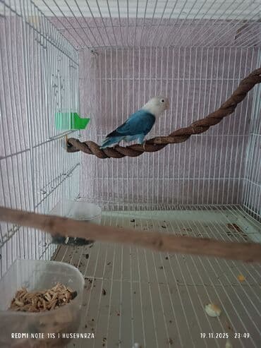 Dişi fişer satılır bala veren quşdu lalafo.az -da Dişi fişer satılır bala veren quşdu