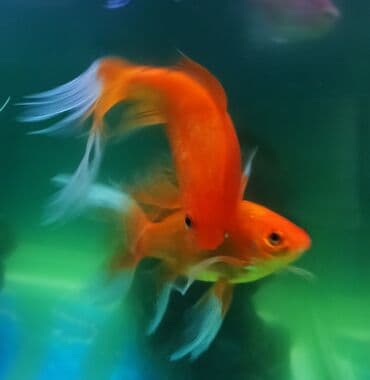 Qızıl balıq, Sülhsevər lalafo.az -da Qızıl balıq, Sülhsevər