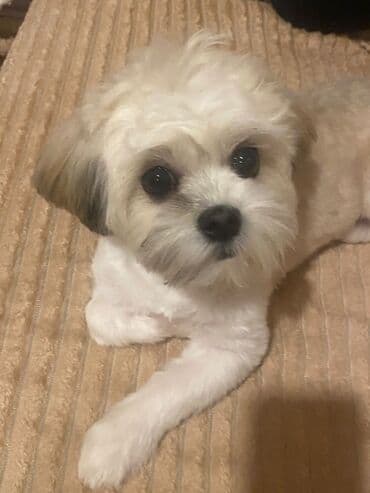 Shi-tsu, 5 ay, Dişi, Peyvəndli, Ödənişli çatdırılma lalafo.az -da Shi-tsu, 5 ay, Dişi, Peyvəndli, Ödənişli çatdırılma