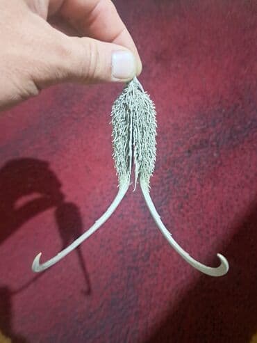 Dekorativ quru bitki nümunəsi – “Şeytan pəncəsi” toxum qabığı lalafo.az -da Dekorativ quru bitki nümunəsi – “Şeytan pəncəsi” toxum qabığı