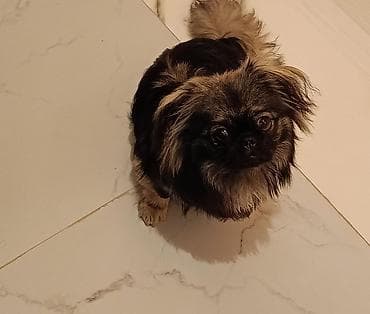 Pekines, Erkek, Ünvandan götürmə lalafo.az -da Pekines, Erkek, Ünvandan götürmə