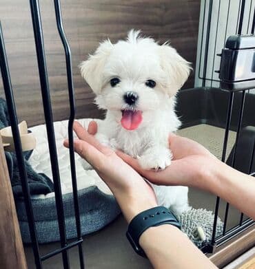 2 ay, Ünvandan götürmə lalafo.az -da 2 ay, Ünvandan götürmə