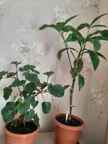 Otaq ve balxon dibcek gùlleri.2 sinin de baximi çox sadedir.2si bir lalafo.az -da Otaq ve balxon dibcek gùlleri.2 sinin de baximi çox sadedir.2si bir