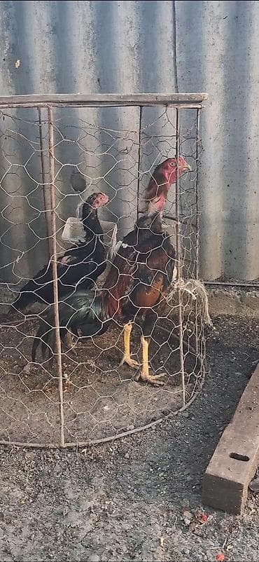 Heyratı beçə satılır bu ay ili tamam eliyir özenə yaxşı heyvan lalafo.az -da Heyratı beçə satılır bu ay ili tamam eliyir özenə yaxşı heyvan