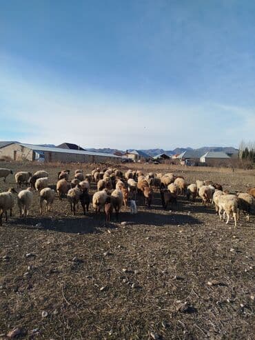 Mal-qara: Qarışıq cinsli qoyun sürüsü Təsvir: - Böyük sayda qoyun lalafo.az -da Mal-qara: Qarışıq cinsli qoyun sürüsü Təsvir: - Böyük sayda qoyun