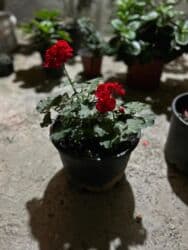 Удобрения: Ətirli pelargonium (sardunya) – iri, sıx yarpaqlı otaq bitkisi. - at lalafo.az — 10 Удобрения: Ətirli pelargonium (sardunya) – iri, sıx yarpaqlı otaq bitkisi. - — 10