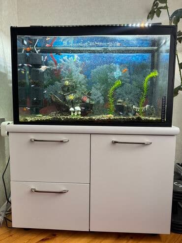 Akvarium-şkaf, Balıqlarla birlikdə, 160 l, Ünvandan götürmə lalafo.az -da Akvarium-şkaf, Balıqlarla birlikdə, 160 l, Ünvandan götürmə