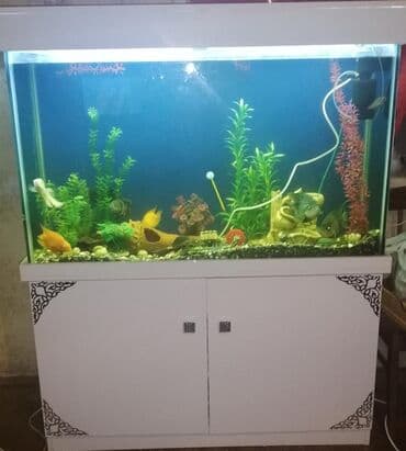 Akvarium-şkaf, Boş, 360 l, Ünvandan götürmə, Ödənişli çatdırılma, Rayonlara çatdırılma lalafo.az -da Akvarium-şkaf, Boş, 360 l, Ünvandan götürmə, Ödənişli çatdırılma, Rayonlara çatdırılma