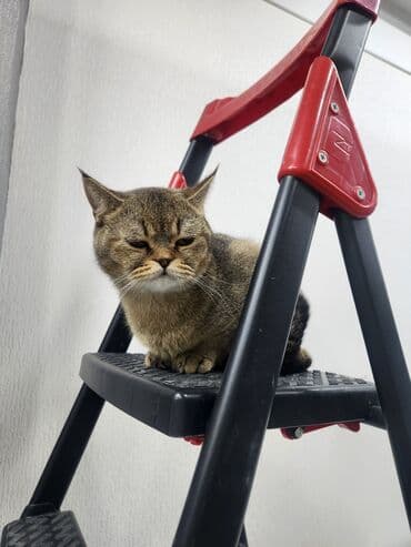 Şanşella dik qulaq. ayaq yoluna getməyə qum qabı verilir üstünde lalafo.az -da Şanşella dik qulaq. ayaq yoluna getməyə qum qabı verilir üstünde