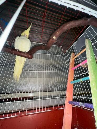 Сёдла: Korella quşu. 4 aylıqdır, ələ tam örgəşib, 2 söz bilir, Babacık və at lalafo.az — 5 Сёдла: Korella quşu. 4 aylıqdır, ələ tam örgəşib, 2 söz bilir, Babacık və — 5