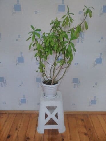 Otaq bitkisi – saksıda şirəli tipli dekorativ kol - Yaşıl, ətli lalafo.az -da Otaq bitkisi – saksıda şirəli tipli dekorativ kol - Yaşıl, ətli