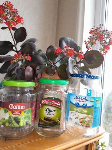 Təmiz səliqəli qapaqıyla birgə banklar 900-700qramliq qiymət bir lalafo.az -da Təmiz səliqəli qapaqıyla birgə banklar 900-700qramliq qiymət bir