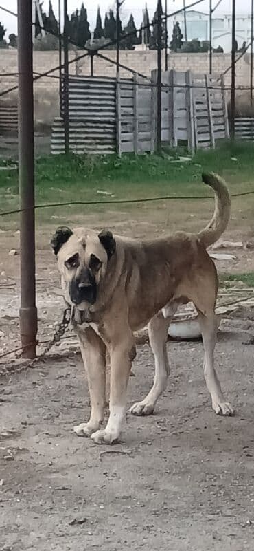 Kanqal, 3 il, Erkek, Peyvəndli, Rayonlara çatdırılma lalafo.az -da Kanqal, 3 il, Erkek, Peyvəndli, Rayonlara çatdırılma