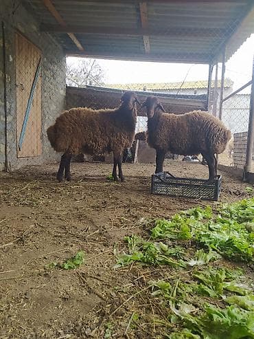 Erkey toyuğlular satılır 2 ədəd dir birinin çəkisi 53 kiloqram di lalafo.az -da Erkey toyuğlular satılır 2 ədəd dir birinin çəkisi 53 kiloqram di