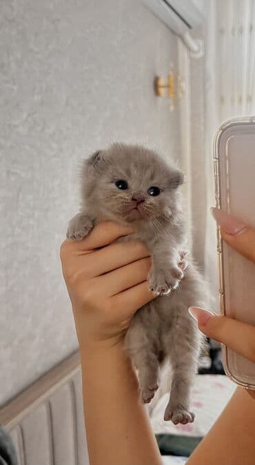 Erkək, Yaxşı əllərə, Ünvandan götürmə lalafo.az -da Erkək, Yaxşı əllərə, Ünvandan götürmə