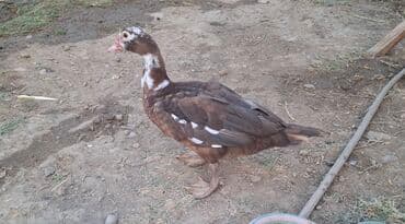 Muscovy ördəkləri və bala ördəklər Məhsul təsviri: sort ordekde var lalafo.az -da Muscovy ördəkləri və bala ördəklər Məhsul təsviri: sort ordekde var