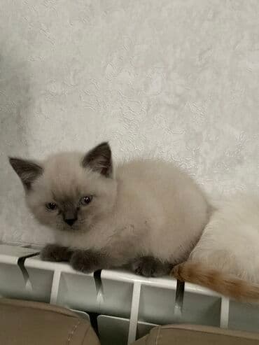 Britan, Erkək lalafo.az -da Britan, Erkək