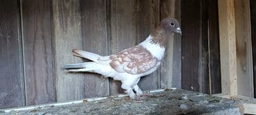 Tərgizmə quşlar satılır. Üst üstə 6 manatdan lalafo.az -da Tərgizmə quşlar satılır. Üst üstə 6 manatdan