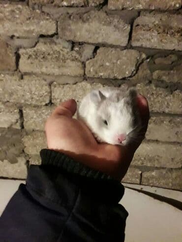 Dovshan xamyakdeniz donuzu isteyirem pulsuz basqa heyvanda olar lalafo.az -da Dovshan xamyakdeniz donuzu isteyirem pulsuz basqa heyvanda olar