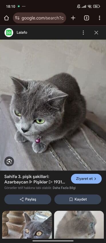 Rus mavi lalafo.az -da Rus mavi