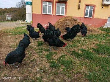 Avstrolorp.Təmiz qan sağlam damazlıq heyvanlardı. Hazırda yumurtayır lalafo.az -da Avstrolorp.Təmiz qan sağlam damazlıq heyvanlardı. Hazırda yumurtayır