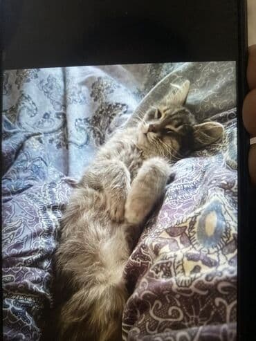 Erkək lalafo.az -da Erkək