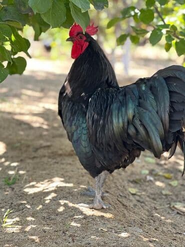 Xoruz, il: 1, Pulsuz çatdırılma lalafo.az -da Xoruz, il: 1, Pulsuz çatdırılma