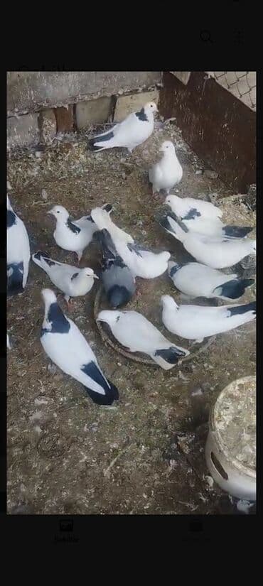 Quşlar damazdiq heyvanlarımizdi aralarinda 4.5 dene cavan heyvanlarda lalafo.az -da Quşlar damazdiq heyvanlarımizdi aralarinda 4.5 dene cavan heyvanlarda