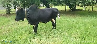 Satılır: təsərrüfatlıq iri buynuzlu heyvanlar paketi - İnək buzovla lalafo.az -da — 2 Satılır: təsərrüfatlıq iri buynuzlu heyvanlar paketi - İnək buzovla — 2