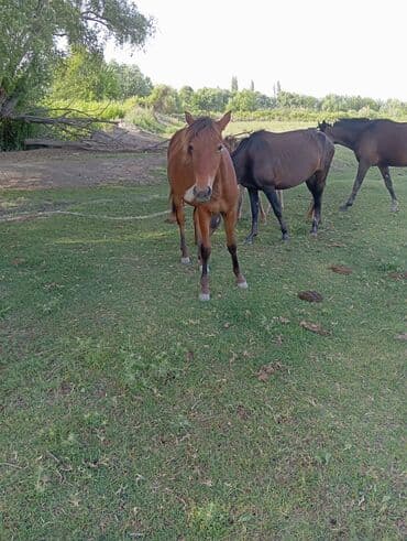 Dişi, il: 2, Ünvandan götürmə lalafo.az -da Dişi, il: 2, Ünvandan götürmə