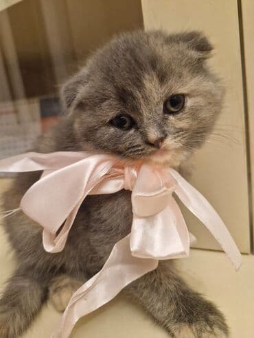 Britan, Dişi, Yaxşı əllərə, Pulsuz çatdırılma lalafo.az -da Britan, Dişi, Yaxşı əllərə, Pulsuz çatdırılma