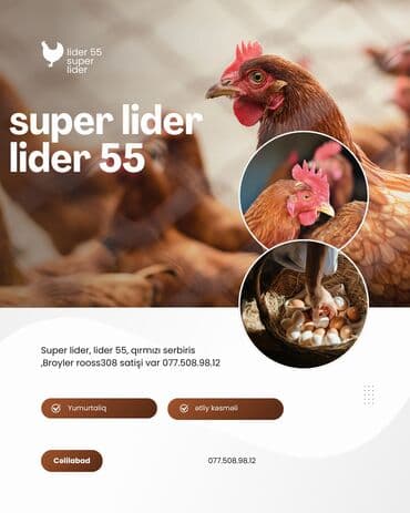 Toyuq cücələri, Damazlıq, Ünvandan götürmə, Pulsuz çatdırılma, Ödənişli çatdırılma lalafo.az -da Toyuq cücələri, Damazlıq, Ünvandan götürmə, Pulsuz çatdırılma, Ödənişli çatdırılma