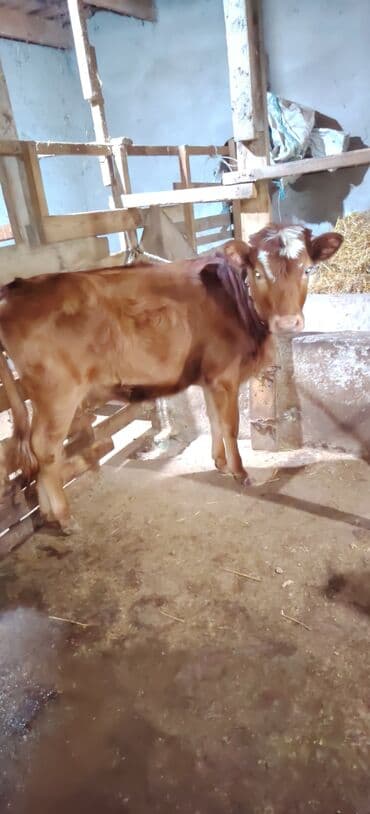 Qırmızı dişi düyə 6 ayliqdir tam sağlamdır ünvan Novxani lalafo.az -da Qırmızı dişi düyə 6 ayliqdir tam sağlamdır ünvan Novxani