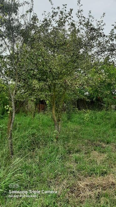 20 sot, Kənd təsərrüfatı, Makler, Kupça (Çıxarış) lalafo.az -da 20 sot, Kənd təsərrüfatı, Makler, Kupça (Çıxarış)