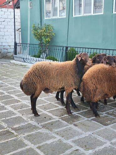 Qoyunlar – yerli ətlik-südlük istiqamət - Rəng: qırmızı-qəhvəyi lalafo.az -da Qoyunlar – yerli ətlik-südlük istiqamət - Rəng: qırmızı-qəhvəyi