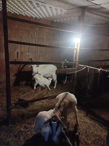 Süd keçiləri və balaları Sani və alpin sortları keçilərdir 8bala 4ana lalafo.az -da Süd keçiləri və balaları Sani və alpin sortları keçilərdir 8bala 4ana