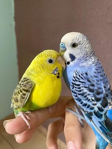 ENDİRİM OLUNACAQ 2 şirin ev papuqaylar biri mavi biri sarı rəngli lalafo.az -da ENDİRİM OLUNACAQ 2 şirin ev papuqaylar biri mavi biri sarı rəngli