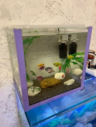 Salam hazır dest akvarum içinde 12 iri ölçüde rengli terneçiye lalafo.az -da Salam hazır dest akvarum içinde 12 iri ölçüde rengli terneçiye