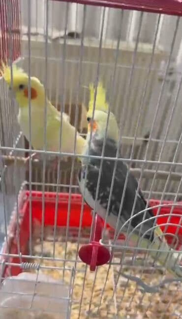 Salam boz olan tutuquşu satılır 1 yaşı var danışır lalafo.az -da Salam boz olan tutuquşu satılır 1 yaşı var danışır