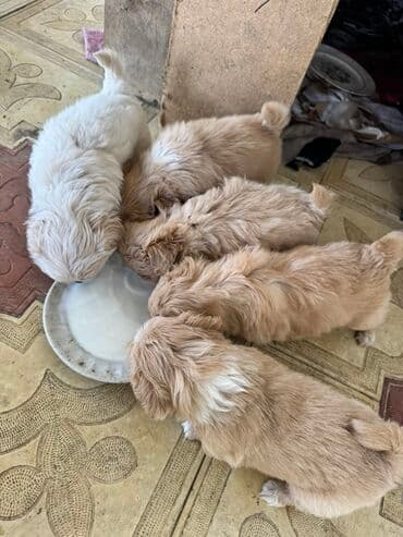 Dişi, Erkək lalafo.az -da Dişi, Erkək