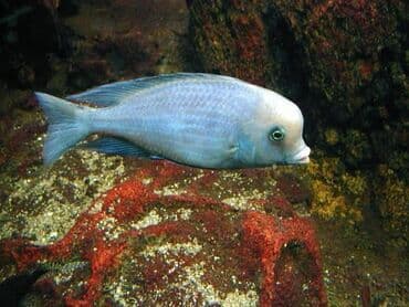 Cixlid balığı, Yırtıcı, Ödənişli çatdırılma, Ünvandan götürmə lalafo.az -da Cixlid balığı, Yırtıcı, Ödənişli çatdırılma, Ünvandan götürmə