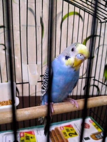 Рыбы: Salam. Tutuqusu satilir. Erkekdi. 7 ayliqdi. Butun gunu elimizdedi. El at lalafo.az — 6 Рыбы: Salam. Tutuqusu satilir. Erkekdi. 7 ayliqdi. Butun gunu elimizdedi. El — 6