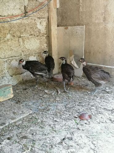 Qarachalaq (qara rəngli) hinduşka balaları satılır. - Növ: hinduşka lalafo.az -da Qarachalaq (qara rəngli) hinduşka balaları satılır. - Növ: hinduşka