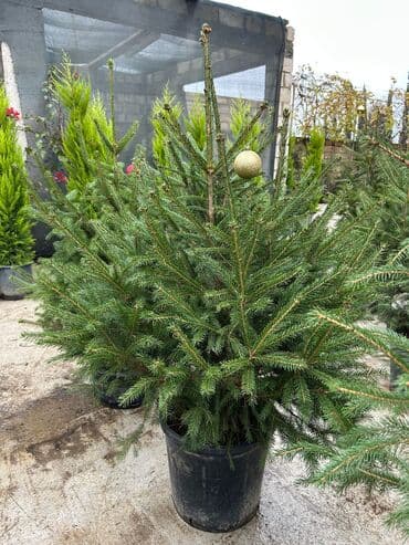 Другие растения: Canlı Skandinaviya şamı (Norveç küknarı) – qablarda - Növ: Picea at lalafo.az — 1 Другие растения: Canlı Skandinaviya şamı (Norveç küknarı) – qablarda - Növ: Picea — 1