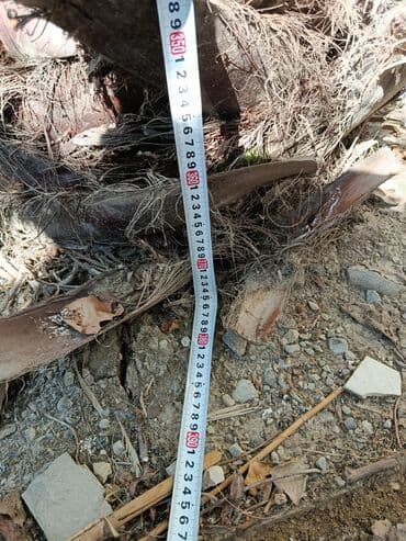 Palma Vaşinqton du satılır lalafo.az -da — 4 Palma Vaşinqton du satılır — 4