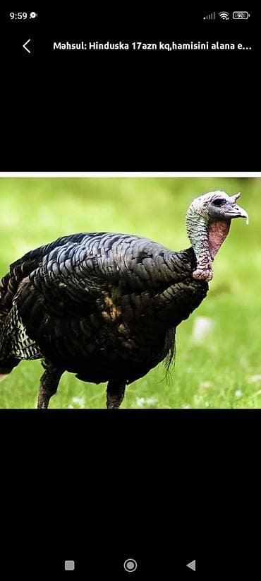 Məhsul: Hinduşka Təsvir: kəsilmiş təmiz hinduşka əti var 4 kq - Qara lalafo.az -da Məhsul: Hinduşka Təsvir: kəsilmiş təmiz hinduşka əti var 4 kq - Qara