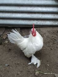 Toyuq, Damazlıq, Ünvandan götürmə lalafo.az -da Toyuq, Damazlıq, Ünvandan götürmə