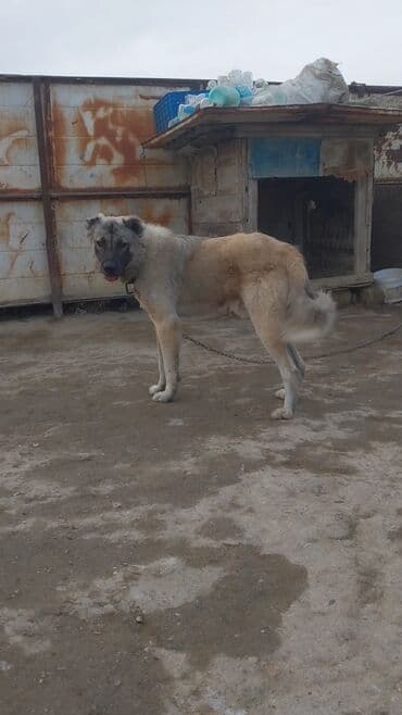 1 il, Erkek lalafo.az -da 1 il, Erkek