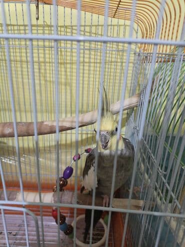 Əvvəla Salam Karellaa nəfəssiz 50 manat Qəfəslə 75 AZN tam ələ lalafo.az -da Əvvəla Salam Karellaa nəfəssiz 50 manat Qəfəslə 75 AZN tam ələ